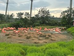 -新加坡飞禽公园
