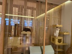 -猫腻·猫咖·撸猫馆(星光大道店)