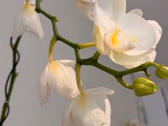 -MCJ-花店(西罗园店)