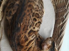 -猫友咖啡店(玉林西路店)