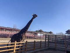 -鄂尔多斯野生动物园