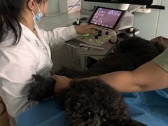 -达爱动物医院·犬猫分区·CT·复杂眼科(远洋山水分院)