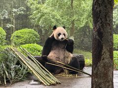 -都江堰中华大熊猫苑
