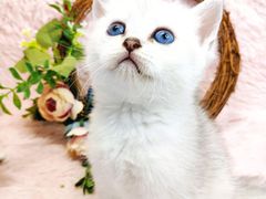 -十年猫舍·猫咪专门店(普陀店)