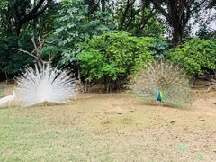 -广州长隆飞鸟乐园