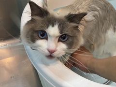 -PETKIT小佩宠物·低压洗护(国顺东路店)