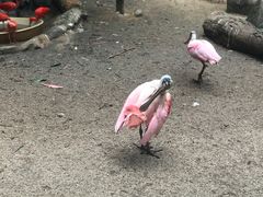 -新加坡飞禽公园