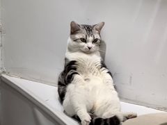 -COLOR PETS 撸猫馆·购猫·猫咖(长风大悦城店)