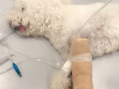 -北京赛佳动物医院