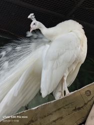 -Zoolung Zoolung动物主题公园(海信广场店)