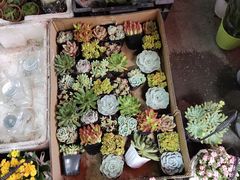 -循礼门鲜花花市(武汉循礼门店)