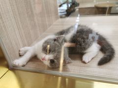 -飞行喵MR PILOT|猫舍·猫咖(静安大融城店)