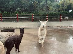 -西霞口神雕山野生动物世界