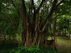 -大渡口区义渡公园