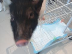 -怪兽屋·羊驼·猫咖·狗咖(俊华广场店)