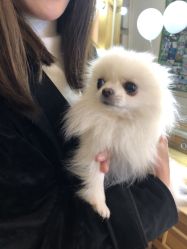 -绿皮火车照相馆 婚纱照旅拍(厦门店)