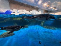 -海合安武汉极地海洋公园