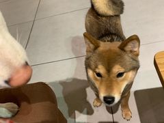 -柴务处·柴犬主题狗咖