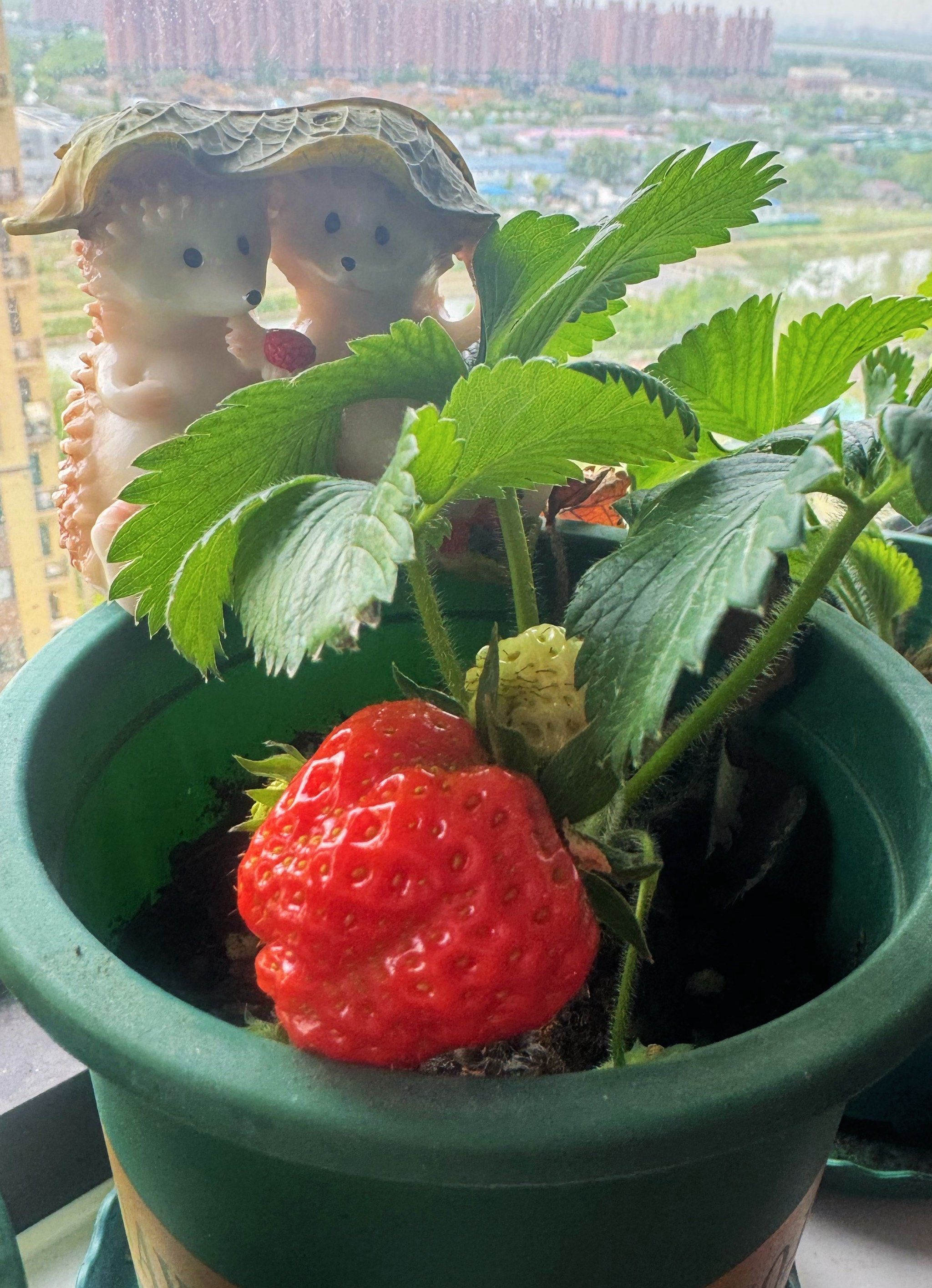 自家种的小草莓