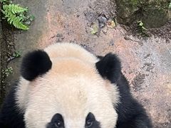 -都江堰中华大熊猫苑