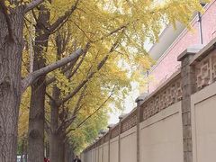 -三里屯东五街银杏大道