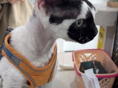 -佳雯宠物医院·皮肤科·内外科(春晓路分院)