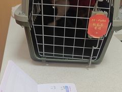 -瑞派康怡24h宠物医院·犬猫医疗中心·微创绝育(瑞景分院)
