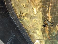 -海鲜e族(马王堆店)