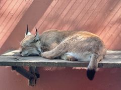 -青藏高原野生动物园