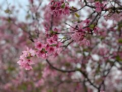 -天适樱花悠乐园