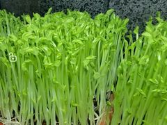 -番食园鲜食火锅(高新店)