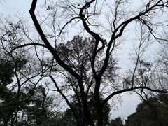 -杭州半山国家森林公园