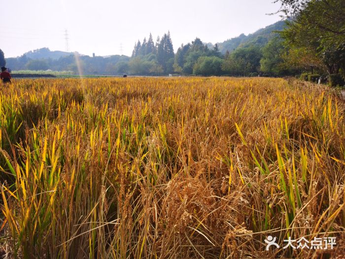 八卦田遗址公园图片