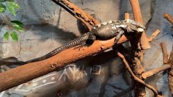 -Zoolung Zoolung动物主题公园(海信广场店)