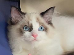 -安安宠医·安宠宠物医院