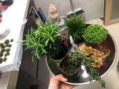 -宝鸡东道花鸟鱼虫市场(吉利花园商场店)