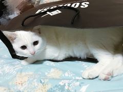 -申普宠物医院·心脏介入·心血管微创(总院)