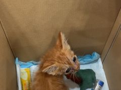 -瑞派宠物医院·犬猫全科·猫友好(宾水西道店)