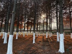 -江滩湿地公园