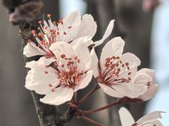 -花博汇(知音花月夜)