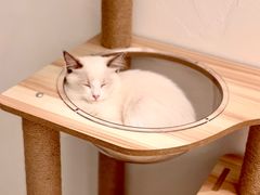 -猫友咖啡店(玉林西路店)