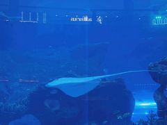 -迪拜水族馆及水下动物园