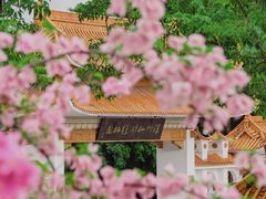 -深圳仙湖植物园-停车场