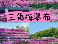 -深圳仙湖植物园-停车场