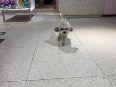 -FAELING PETS美天灵宠物(富力广场店)