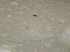 -章记正宗南岗鱼蛋火锅