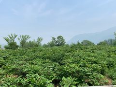 -盛世牡丹苑生态文化旅游区