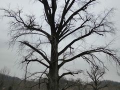 -千年银杏谷文化旅游区