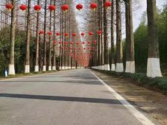 -黄海国家森林公园