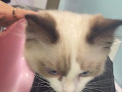-纳吉亚猫专科动物医院·北北分院